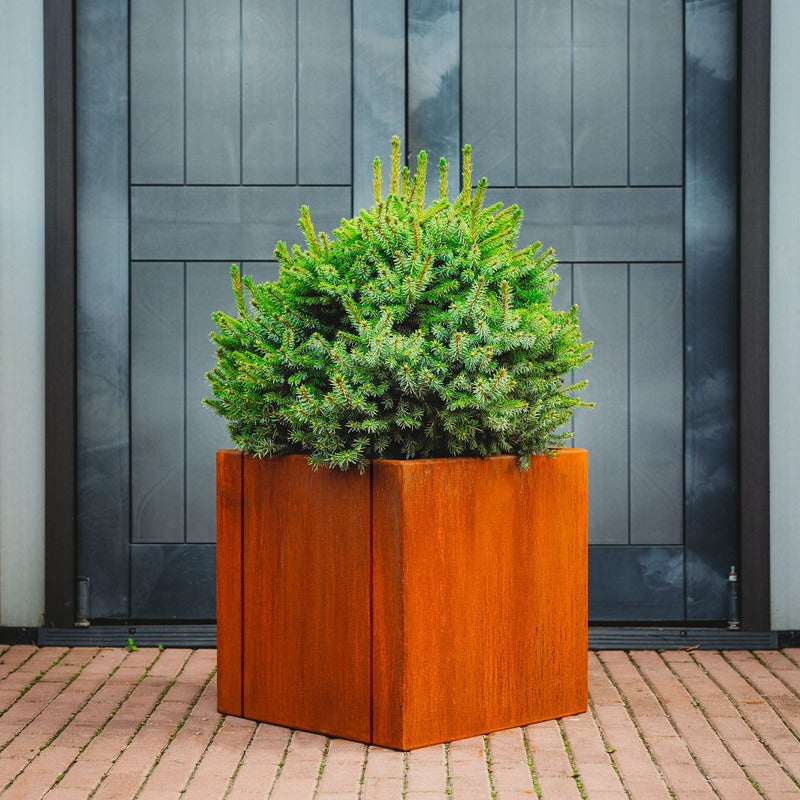 large square corten steel planter with tree